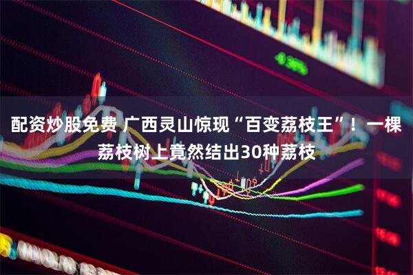 配资炒股免费 广西灵山惊现“百变荔枝王”！一棵荔枝树上竟然结出30种荔枝